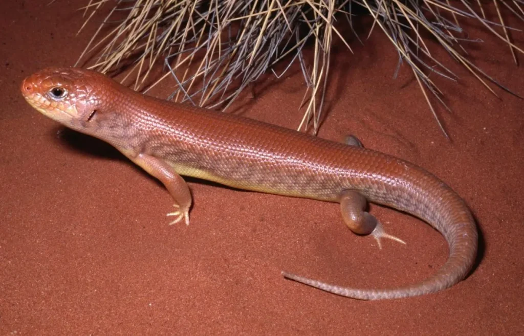 desert skink