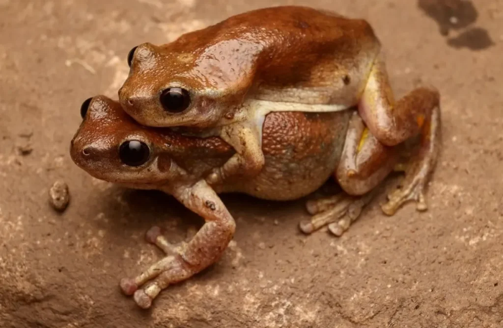 desert tree frog