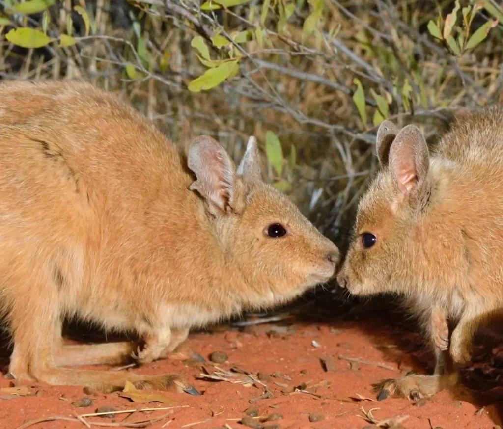 rufous hare-wallaby