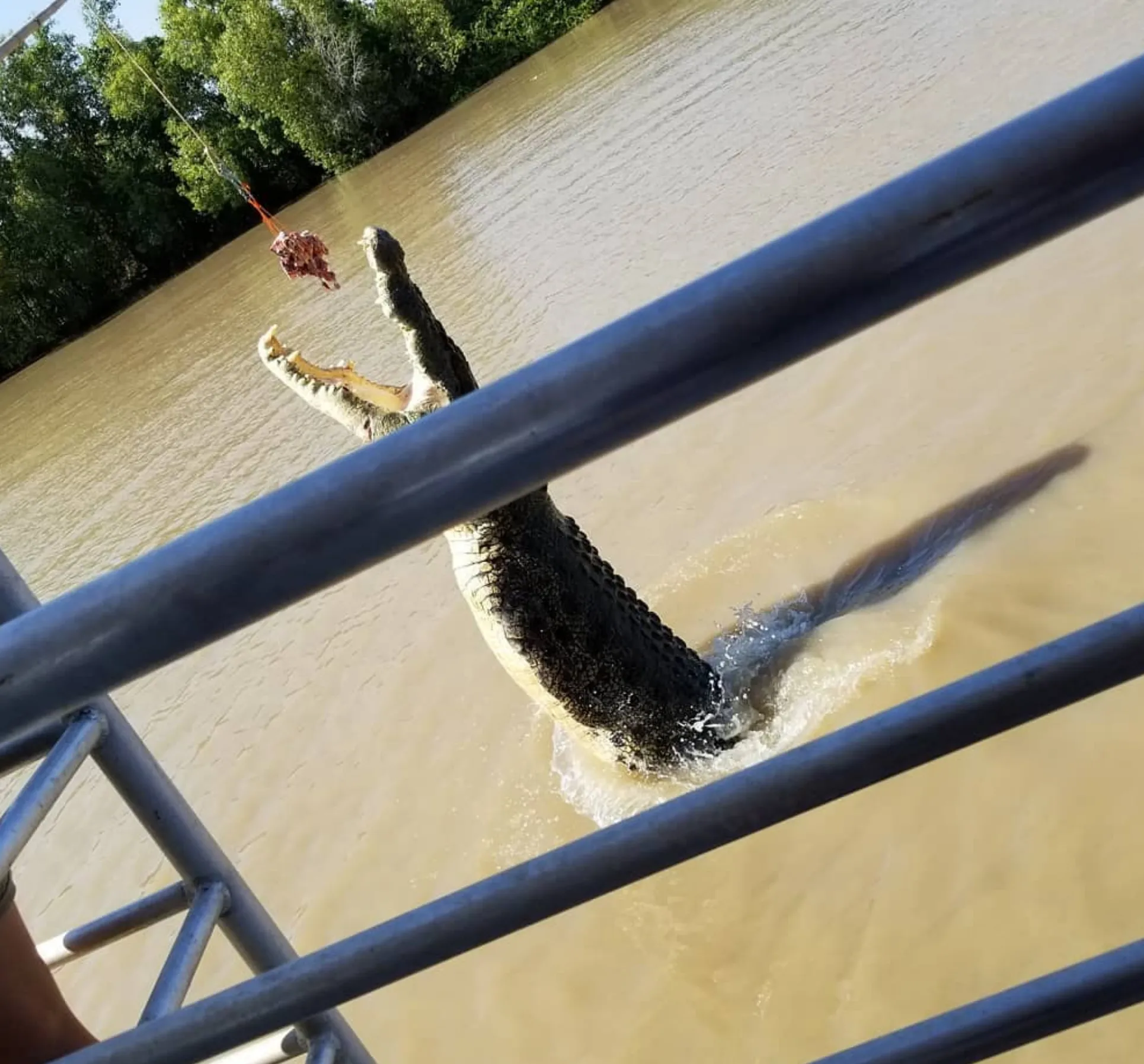 American crocodile