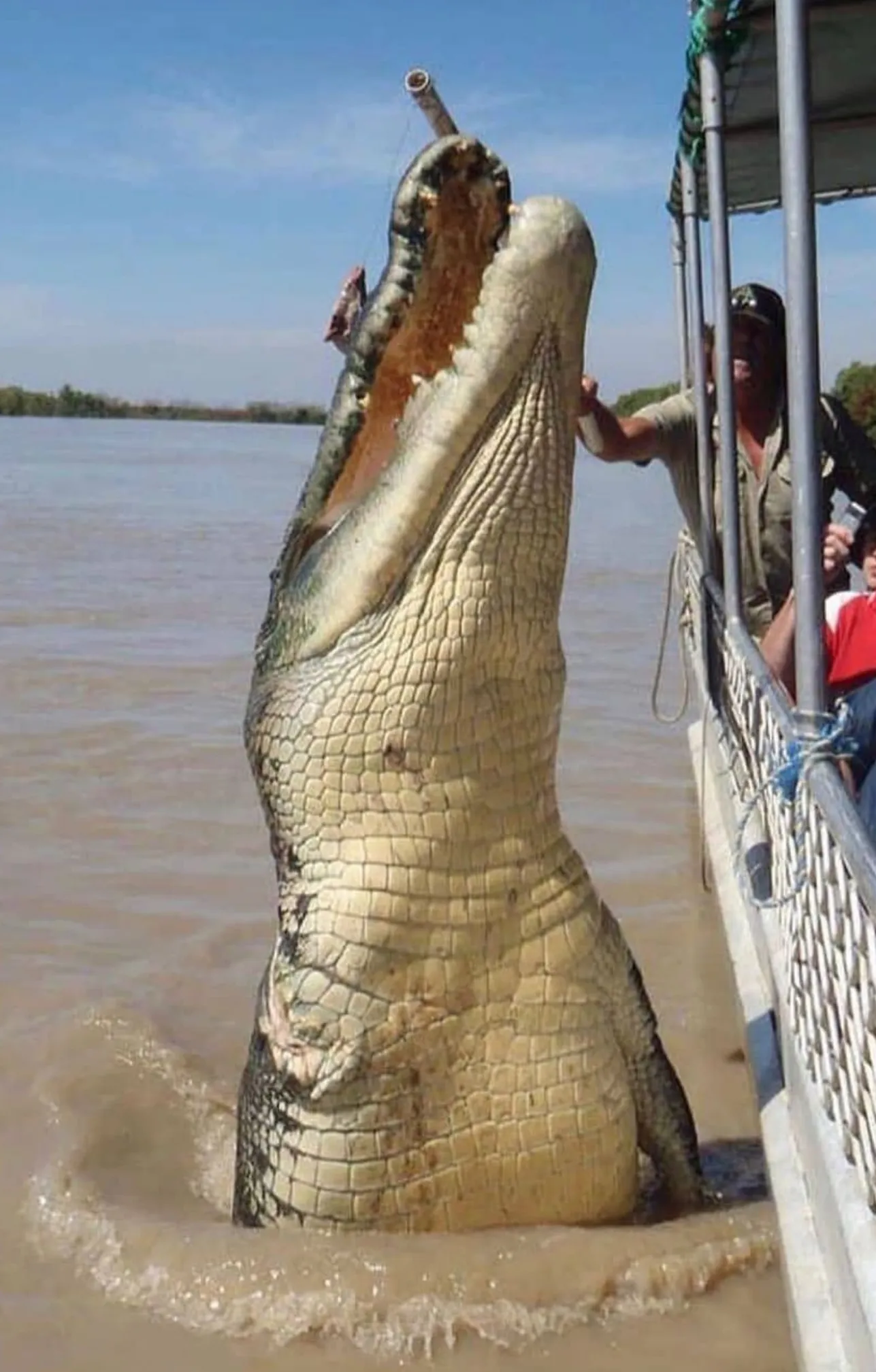 Freshwater Crocodiles