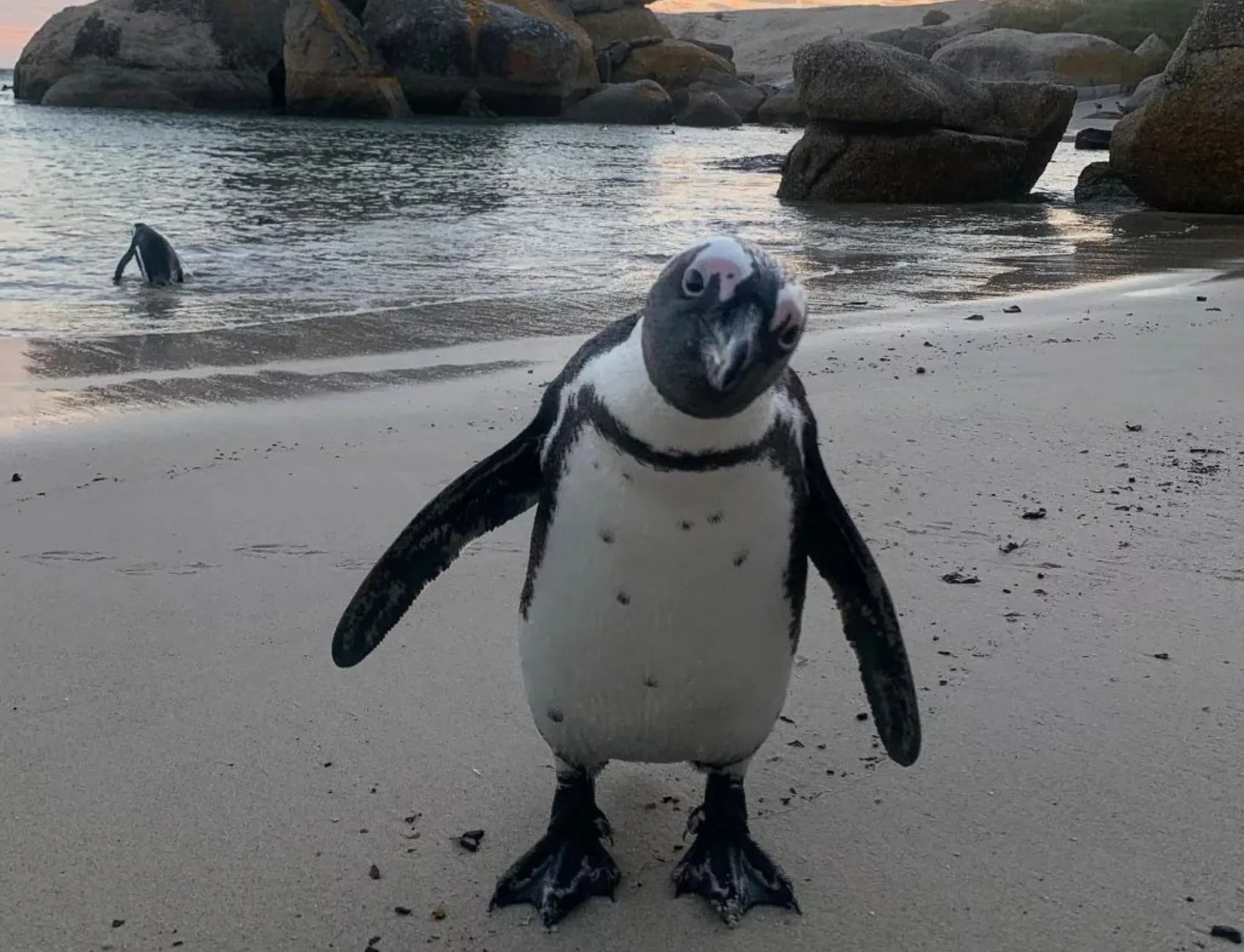 Penguin Parade