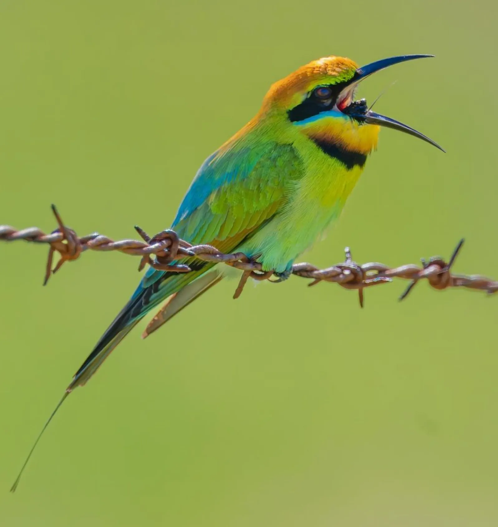 Rainbow Bee-Eater