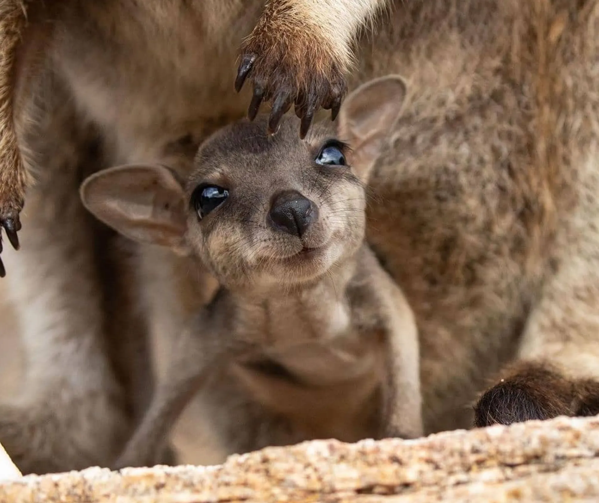 Rock Wallabies