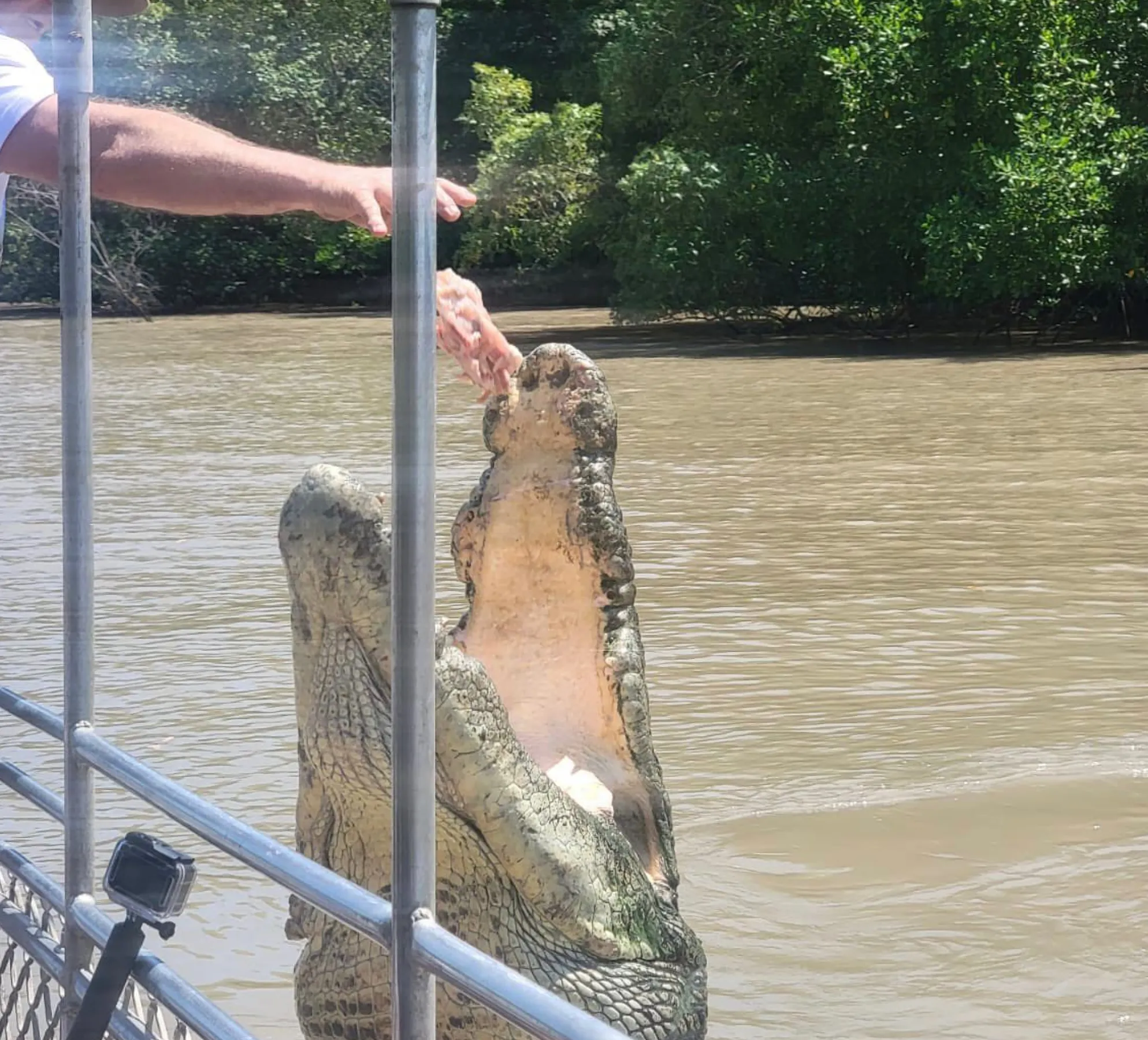 saltwater crocodile