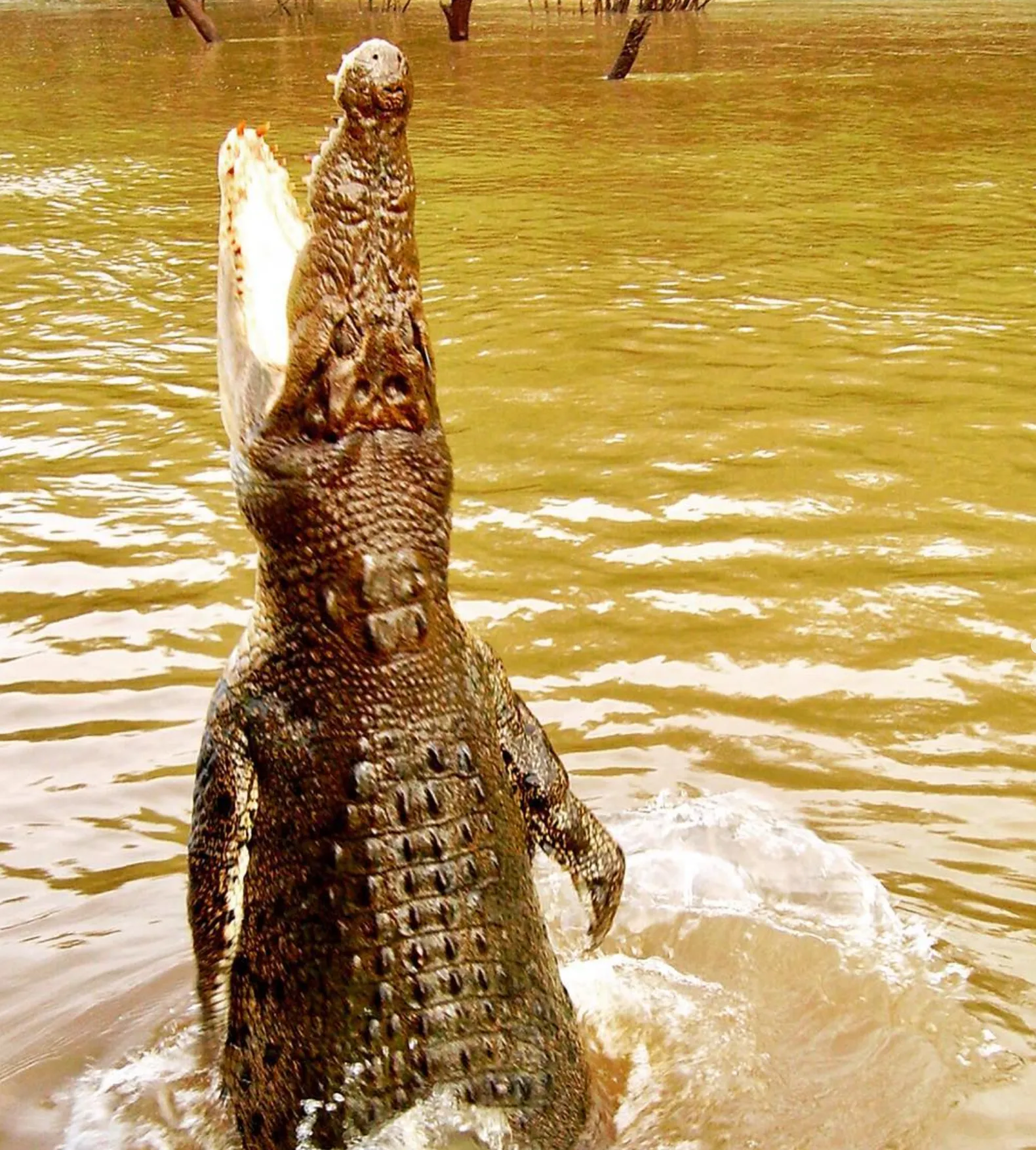 The Evolution of Jumping Behavior in Crocodiles