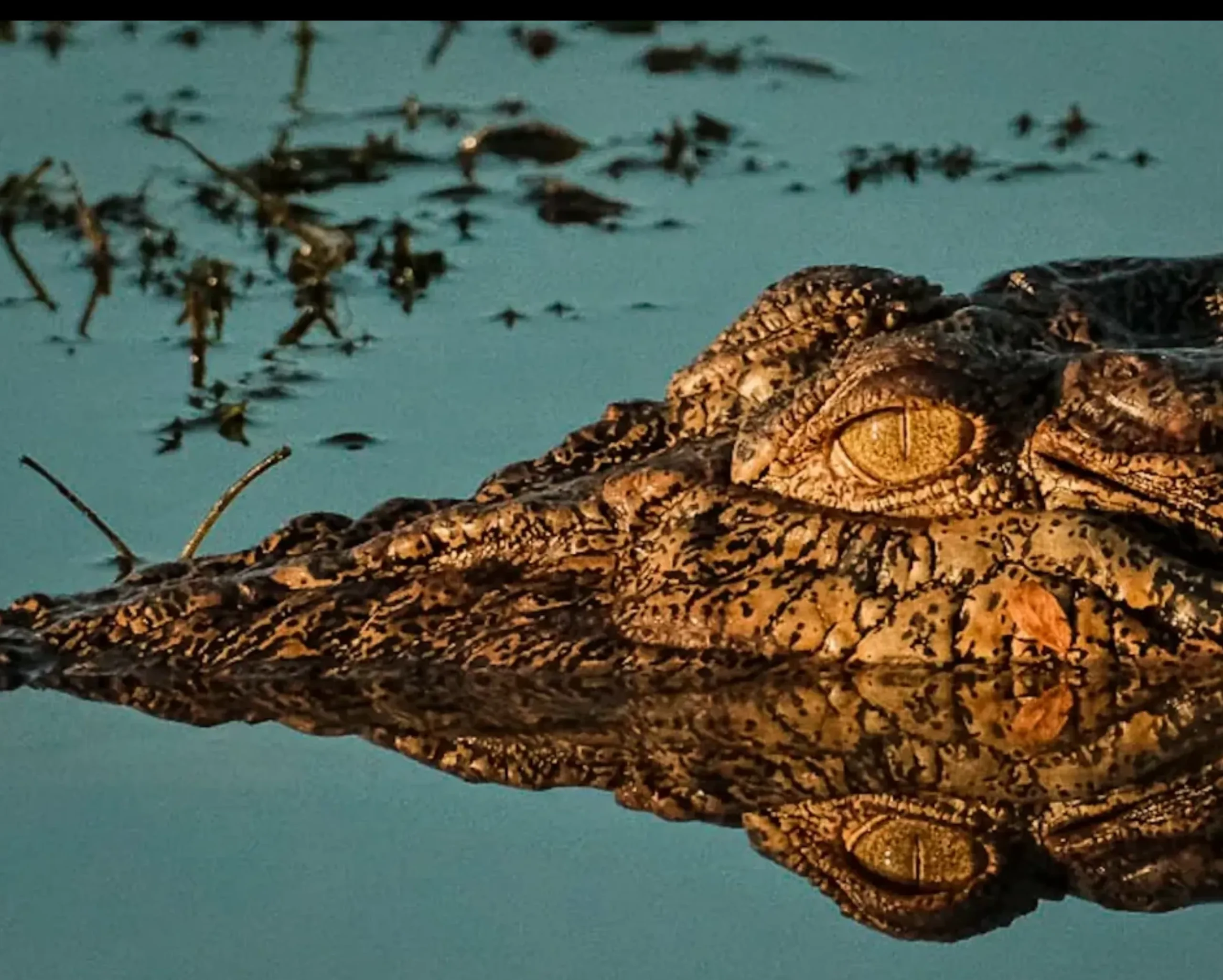 Saltwater Crocodile, Kakadu