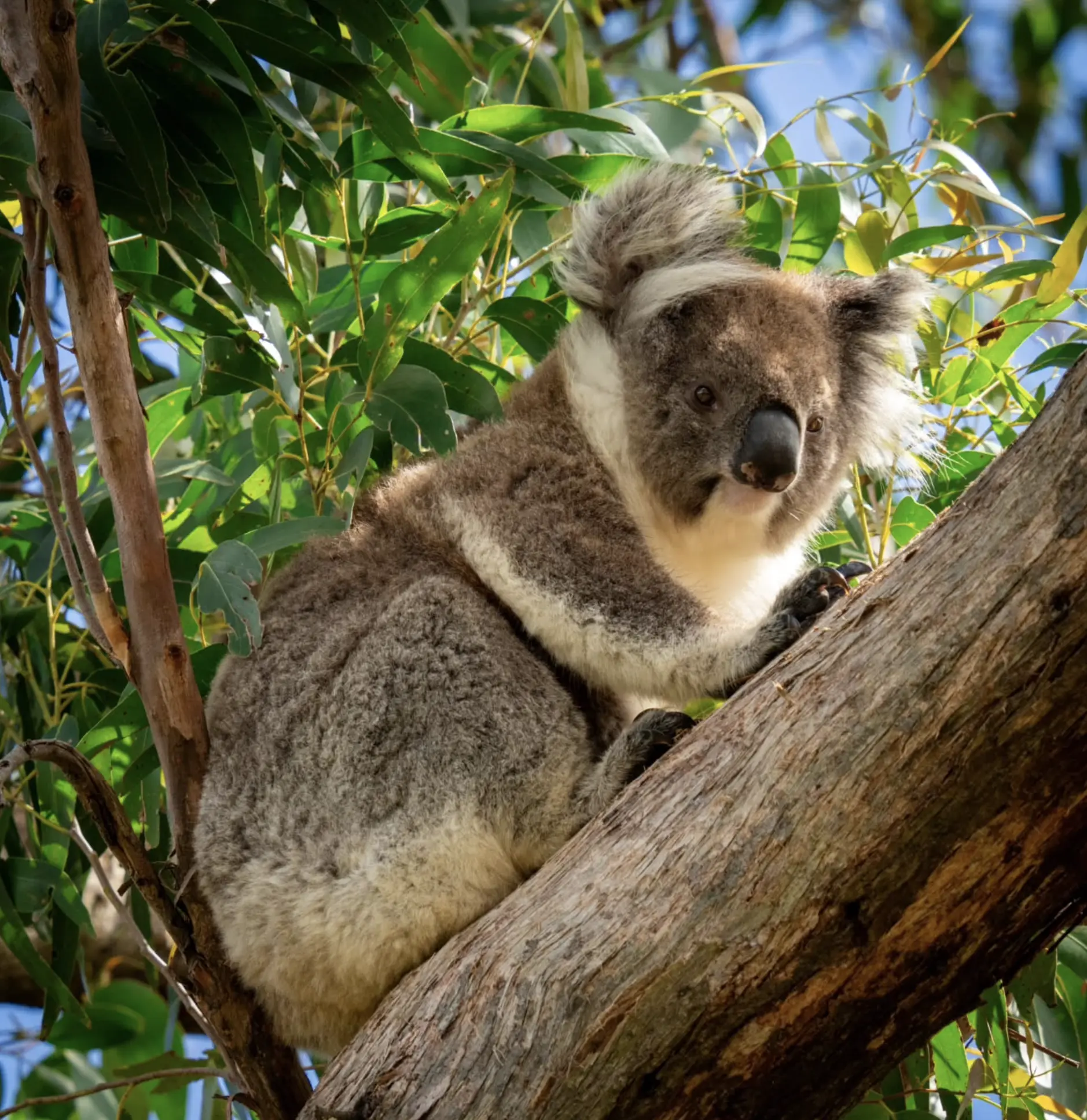 Australian Wildlife
