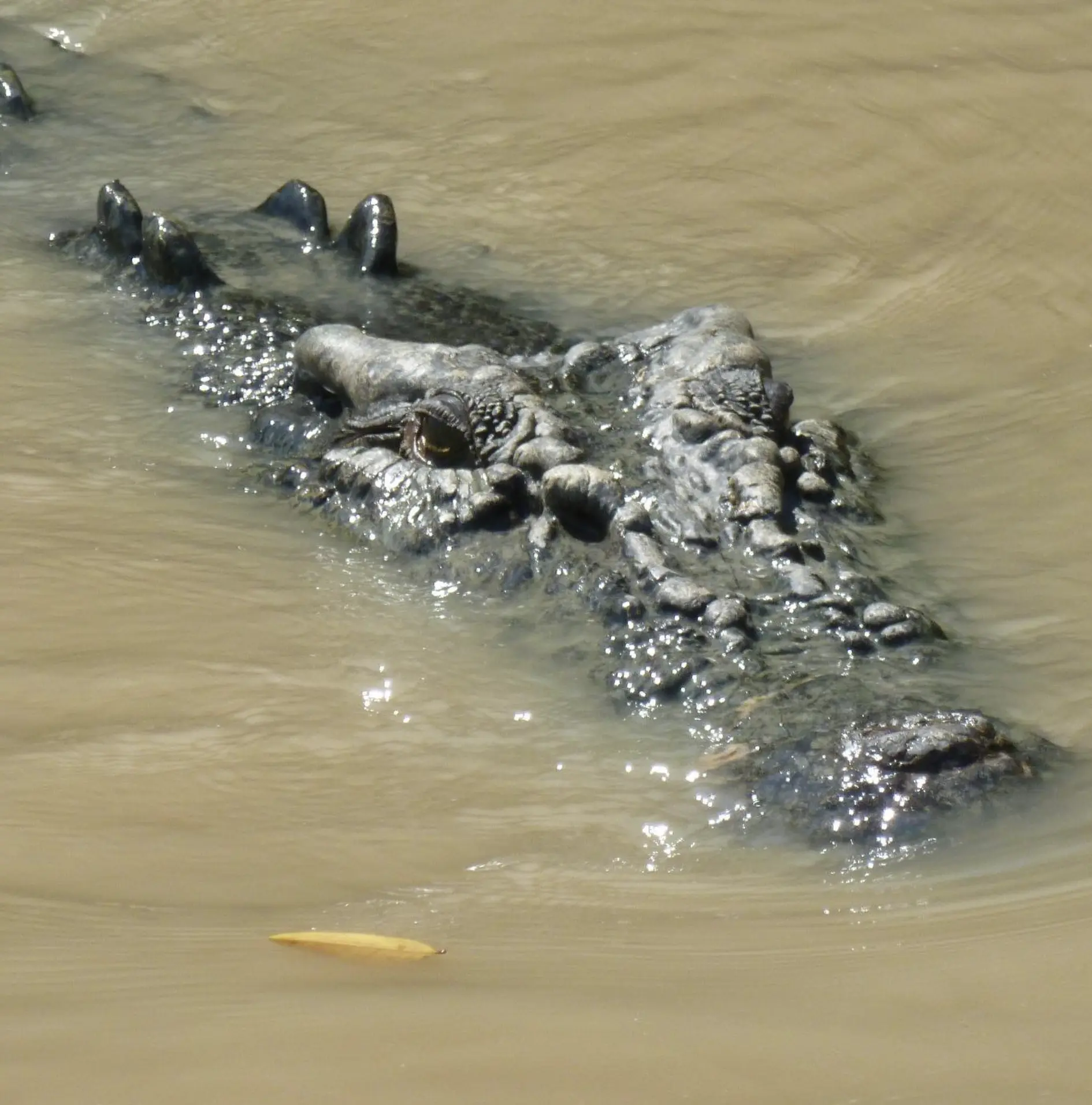 Do Crocodiles Live in Katherine, NT?