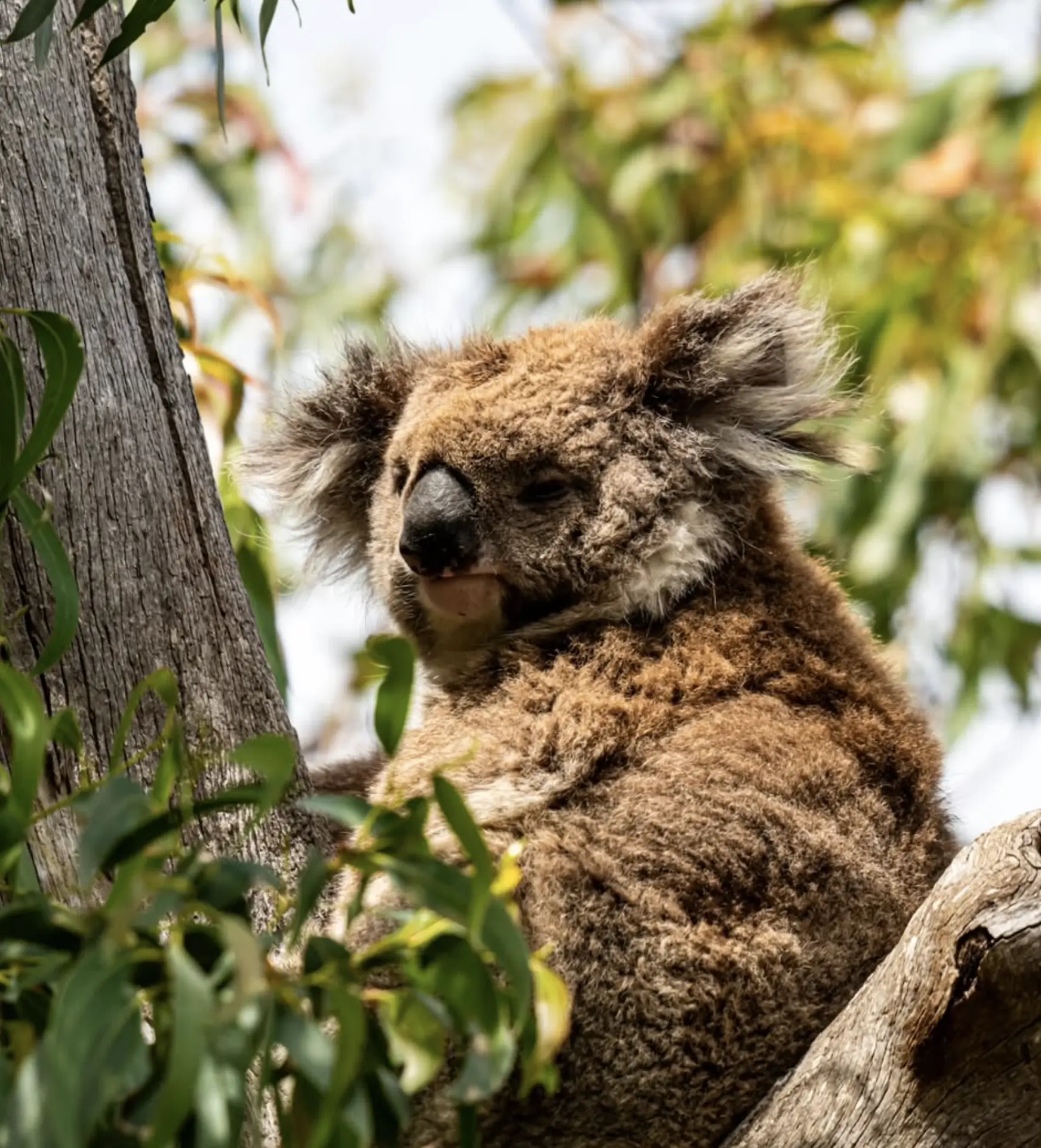 Great Otway National Park