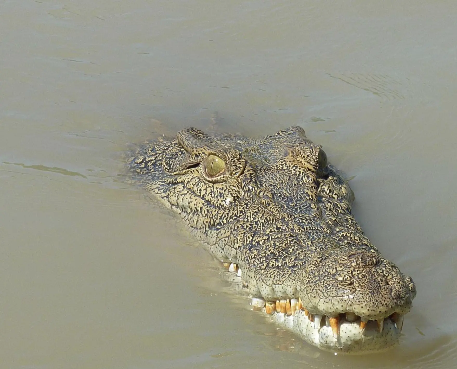 Katherine Gorge Crocs