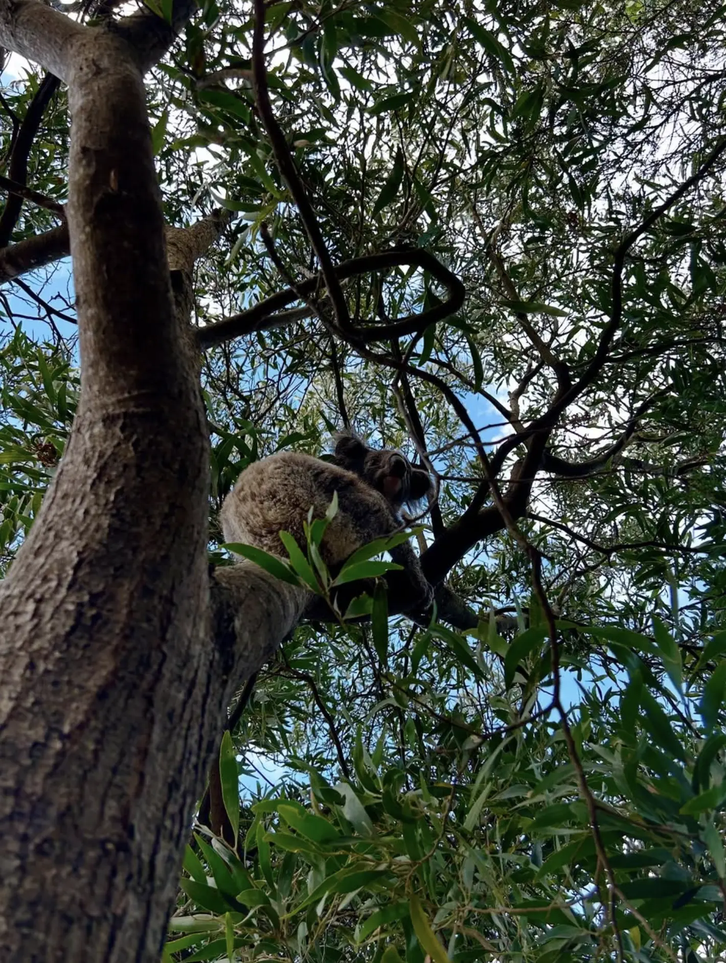 Koalas Along the Great Ocean Road